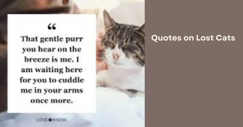 Quotes on Lost Cats