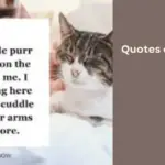 Quotes on Lost Cats